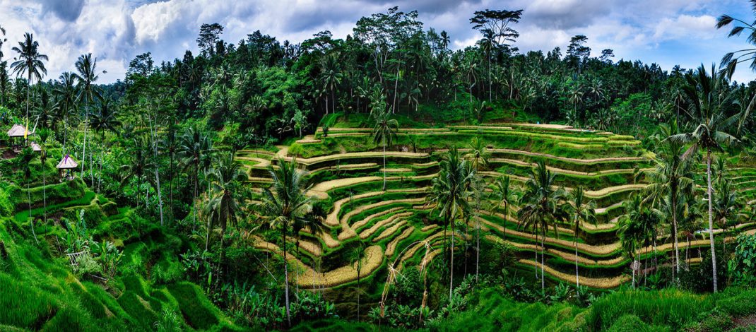 Tegallalang Rice Terraces