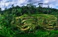 Tegallalang Rice Terraces