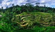 Tegallalang Rice Terraces
